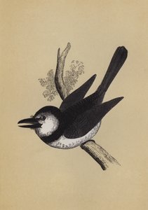 Pofvogel door English School