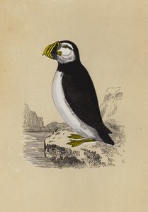 Papegaaiduiker