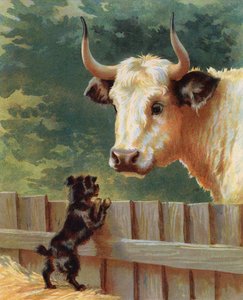 Puppy die een stier op een boerderij confronteert