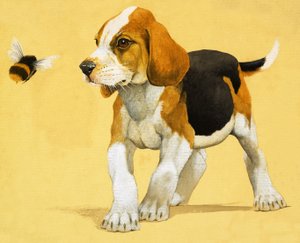 Puppy