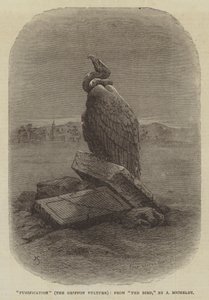 "Zuivering" (De Griffon Gier), uit "De Vogel," door J Michelet (gravure) door English School