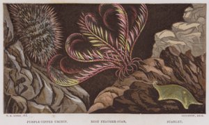 Paars-getipte zee-egel, roze veerster, sterretje