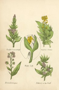 Paarse Kattenstaart, Scheurbuikgras, Waterlelie, Hondstong, Muurpeper (kleur litho) door English School