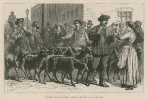 Pyrenese geiten in Londen