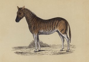 Quagga door English School
