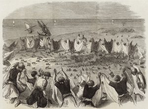Kwartelvangst in Syrië