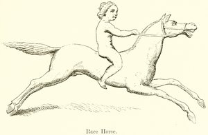 Renpaard