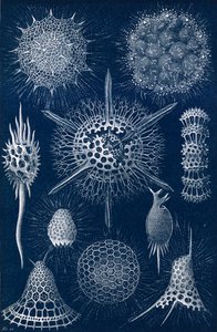 Radiolarians door English School