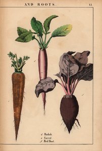 Radijs, wortel en rode biet, uit "The Instructive Picturebook, or Lessons from the Vegetable World," [Charlotte Mary Yonge], Edinburgh