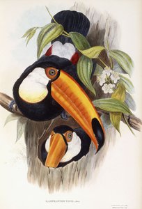 Ramphastos Toco door English School