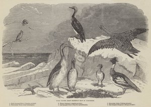 Zeldzame wintervogels onlangs geschoten in Yorkshire (gravure) door English School