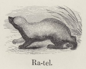 Ratel door English School