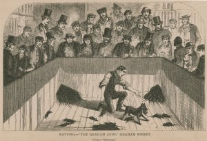 Ratten in de Graham Arms (gravure) door English School