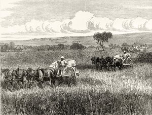 Oogsten in Zuid-Adelaide, c.1880, uit 