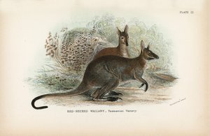 Roodnek wallaby_Tasmaanse variëteit door English School