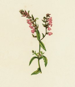 Rode Bartsia, Bartsia Odontites door English School