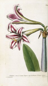Rood en wit gestreepte lelie, 1799-1810