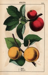 Rode appels en abrikozen, uit 