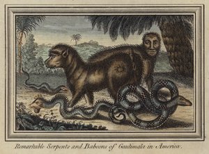 Opmerkelijke slangen en bavianen van Gautimala in Amerika (kleurgravure)