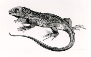 Reptiel, illustratie uit 