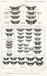 Overeenkomsten in tropische Amerikaanse lepidoptera, illustratie uit The Hope Reports, Vol. II, 1897-1900, geredigeerd door Edward B. Poulton, Oxford, 1901 door English School