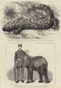 Bewoners van de dierentuin van Londen