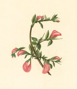 Kruipend Stalkruid, Ononis Arvensis