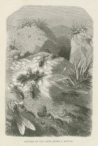 Terugkeer van rode mieren na een gevecht (gravure)