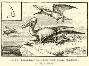 Rhamphorhynchus Bucklandi, Goldf, gerestaureerd door English School