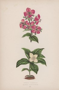 Rhexia Virginica; Cornus Canadensis (kleur litho) door English School