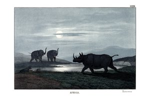 Neushoorn door English School