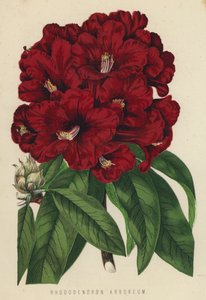 Rhododendron Arboreum door English School