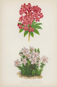 Rhododendron Ferrugineum; Rhododendron Chamaecistus door English School