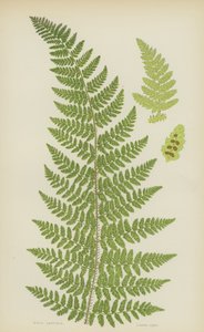 Stijve Lastrea (kleur litho) door English School