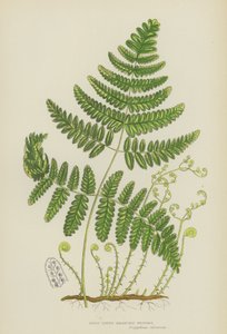 Stijve Drie-Tak Polypody (kleur litho) door English School