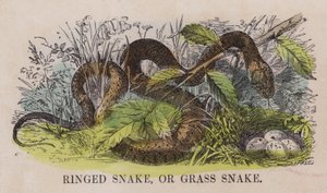 Ringel- of graslang