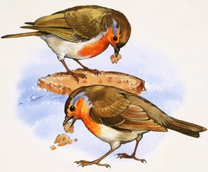Roodborstjes eten een stuk brood