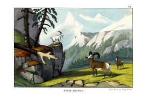 Rocky Mountain Schaap