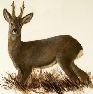Roe Deer door English School