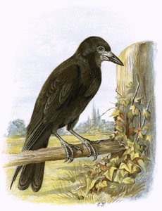 Torenvalk