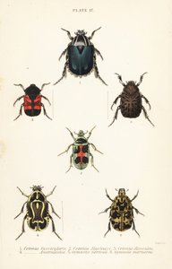 Rozenkevers: Cetonia fascicularis 1, Heterorhina macleayi 2, Gametoides subfasciata 3, vioolkever, Eupoecila australasiae 4, Gymnetis hieroglyphica 5 en Gymnetis marmorea 6