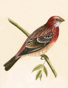 Roze Goudvink, illustratie uit 