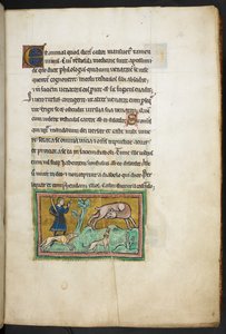 Royal 12 F.XIII, f.14 Een wolf (?) met bloed uit zijn mond, en een jager met honden, uit het Rochester Bestiarium, 2e kwart van de 13e eeuw door English School