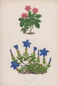 Rubus Arcticus; Gentiana Verna (kleur litho) door English School