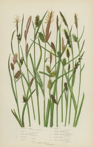 Roodbruine Carex, Bleke Carex, Lang Bracteated Carex, Gele Carex, Tawny Carex, Losse Carex (kleur litho)
