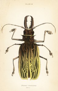 Sabeltandboktor, Macrodontia cervicornis (Prionus cervicornis) door English School