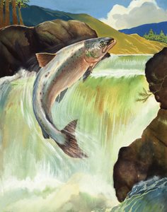 Zalm