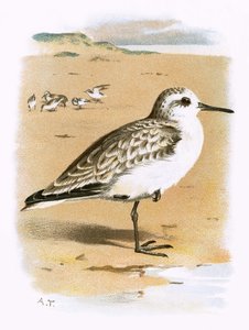 Strandloper