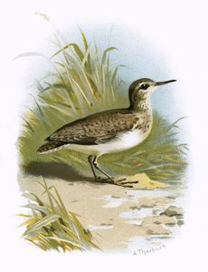 Strandloper