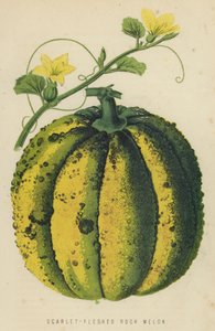Scharlaken-vlezige Rotsmeloen